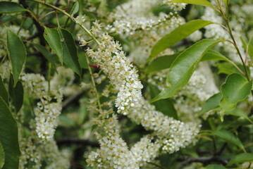Large bush or shrub-like tree with elongated clusters of dainty white flowers in late May in northeastern United States