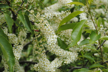 Large bush or shrub-like tree with elongated clusters of dainty white flowers in late May in northeastern United States
