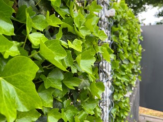 ivy on a wall