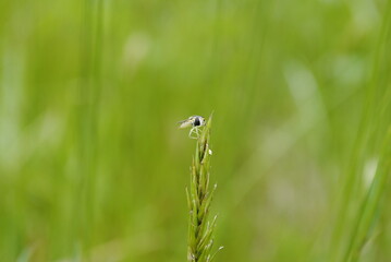 Small fly or hoverfly insect with translucent white body and black eyes perched on top of a tuft of grass. Hover fly bug close up isolated macro.
