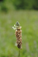 Vertical shot of English plantain (Plantago lanceolata) just finishing blooming in springtime.