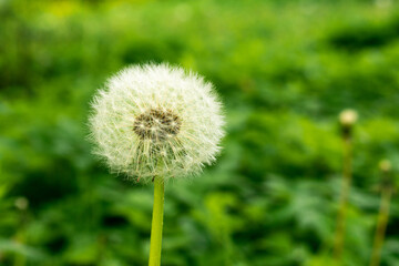 Flowers in the meadow.
