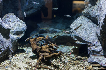 fish in the aquarium of the oceanarium in milan italy
