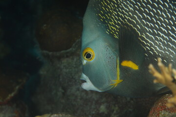 French angelfish close up on a reef of bonaire dutch caribbean 