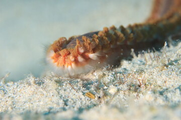 Obraz na płótnie Canvas common fire worm close up on a reef of bonaire dutch caribbean 