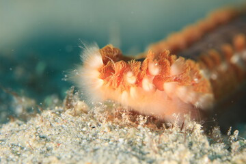 common fire worm close up on a reef of bonaire dutch caribbean 
