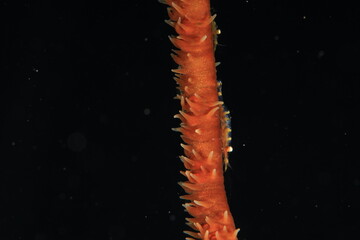 devils whip close up on a reef of bonaire dutch caribbean 