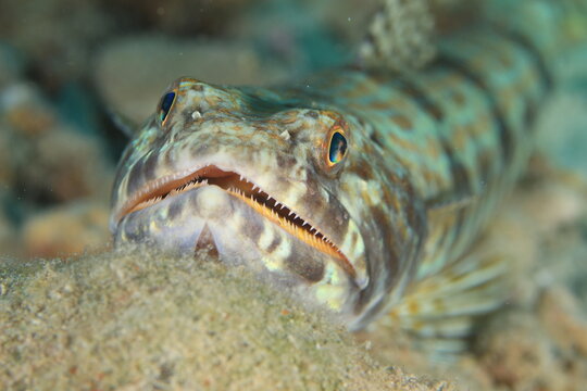 lizard fish close up on a reef of bonaire dutch caribbean 