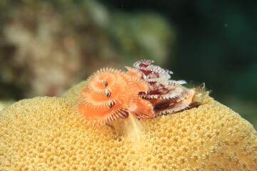 xmas tree worm close up on a reef of bonaire dutch caribbean