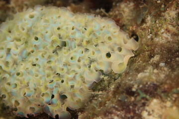 lettuce slug on coral very close up on a reef of bonaire dutch caribbean