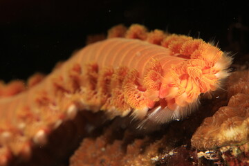 Fototapeta na wymiar common fire worm close up on a reef of bonaire dutch caribbean