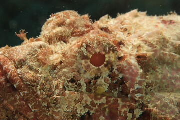 Obraz na płótnie Canvas eye of a scorpionfish close up on a reef of bonaire dutch caribbean 