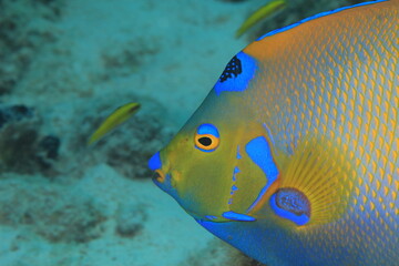 angelfish on a scuba dive bonaire dutch caribbean 