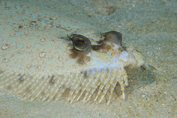 flounder on a scuba dive bonaire dutch caribbean 