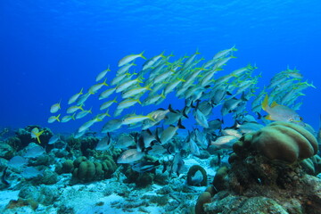 Fototapeta na wymiar a school of snapper in blue water on a reef of bonaire dutch caribbean 