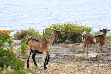 Fototapeta premium wild goats with the ocean on bonaire dutch caribbean 