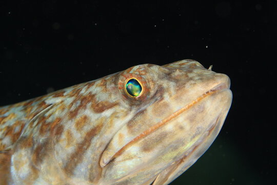 lizard fish with green eyes close up on a reef of bonaire dutch caribbean 