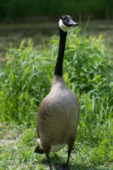 canada goose on the grass