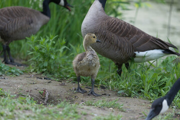 canada goose gosling on the bank of pond