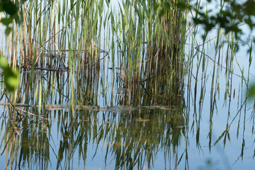 reeds in still pond waters (blue sky reflection)