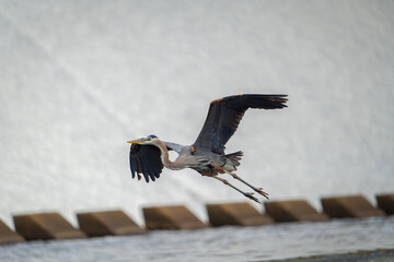 A Great Blue Heron comes in for a landing in South New Jersey. © Nick Vendetta