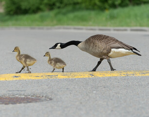 goslings being guided across the street by mother goose