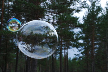 A big soap bubble flies. Against the background of tall green trees and bushes, a large rounded soap bubble flies. Trees are reflected of the bubble and all the colors of the rainbow shimmer.