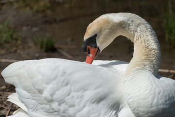 Fototapeta premium mute swan cygnus olor