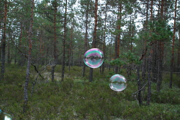 Large soap bubbles in the air. Against the background of tall green trees, large rounded soap bubbles fly. Trees are reflected on the thin surface of the bubble and all the colors of rainbow shimmer.