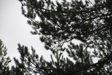 A big soap bubble flies. Against the background of tall green trees and bushes, a large rounded soap bubble flies. Trees are reflected on surface of the bubble and all colors of the rainbow shimmer.