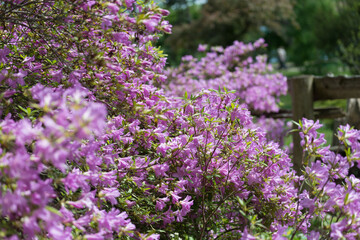 Obraz premium azaleas and rhododendrons in bloom