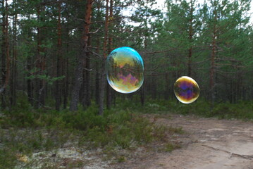 Large soap bubbles in the air. Against the background of tall green trees, large rounded soap bubbles fly. Trees are reflected on the thin surface of the bubble and all colors of the rainbow shimmer.