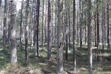 Naklejka premium landscape fairy forest in the rays of the sun in spring