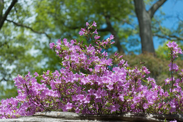 Fototapeta premium azaleas and rhododendrons in bloom (scenic background)