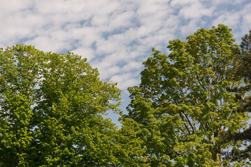leaves against blue sky