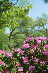 Fototapeta na wymiar azaleas and rhododendrons in bloom (scenic background)