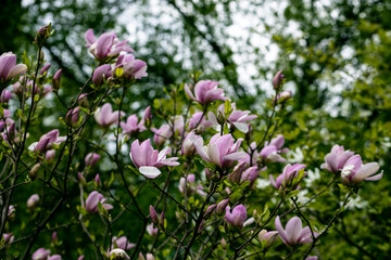 Magnolia purple pink flowers in early spring