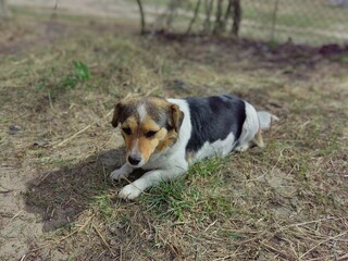 jack russell terrier