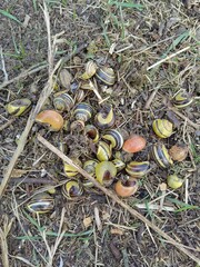 Snails in the garden