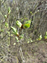 The buds of the lilac tree 