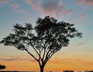 Big Island Tree with sunset