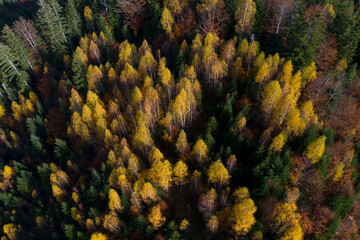 Naklejka na ściany i meble Fall forest in autumn season photographer from a drone in autumn.Forest with colorful leaves on a sunny afternoon. Red and yellow leaves, romantic and beautiful autumn day.