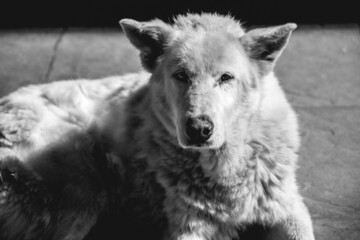 Beautiful big white street dog in the city in a sunny day, Valdivia, Chile (black and white)