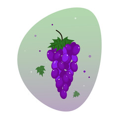 blue grapes with leaves .fruit vector illustration
