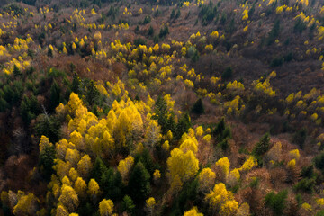 Fall forest in autumn season photographer from a drone in autumn.Forest with colorful leaves on a sunny afternoon. Red and yellow leaves, romantic and beautiful autumn day.