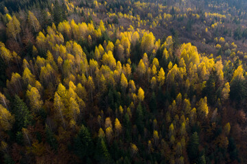 Fall forest in autumn season photographer from a drone in autumn.Forest with colorful leaves on a sunny afternoon. Red and yellow leaves, romantic and beautiful autumn day.