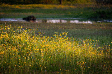 kwiaty polne © MagicEarthPlanet