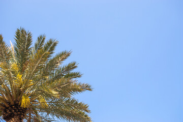 Palm tree against blue sky exotic tropical background with copy space