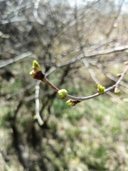 Cherry blossom buds 