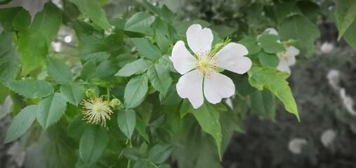 Weiße Hundsrose